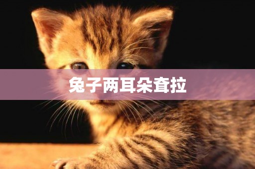 兔子兩耳朵耷拉