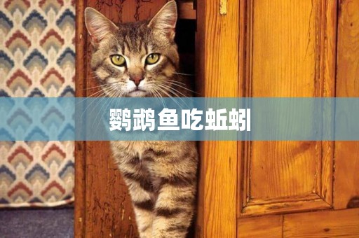 鸚鵡魚吃蚯蚓