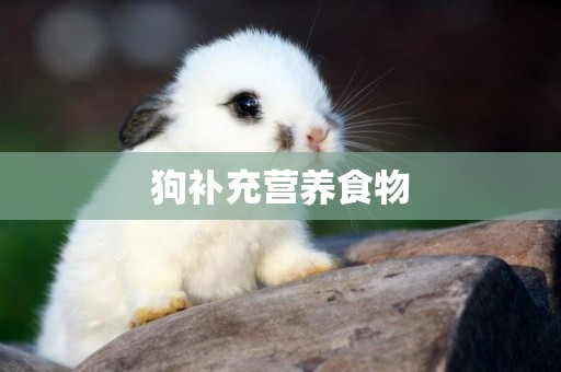 狗補充營養食物