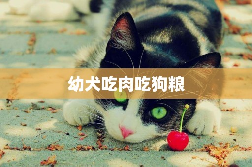 幼犬吃肉吃狗糧