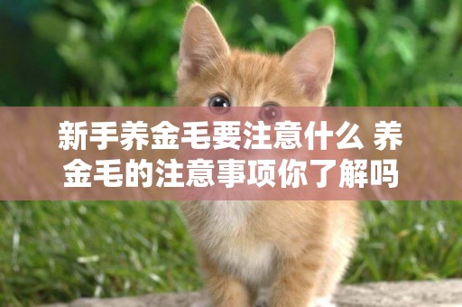 新手養金毛要注意什么 養金毛的注意事項你了解嗎