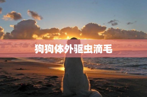 狗狗體外驅蟲滴毛