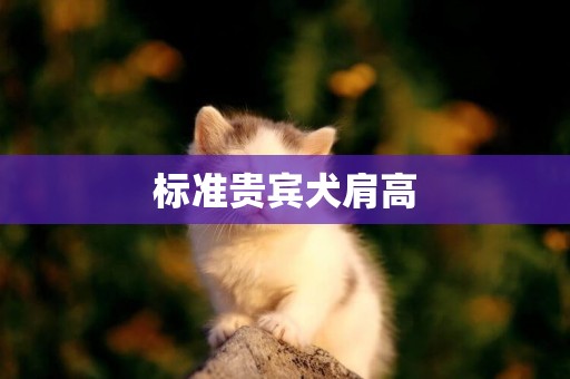 標準貴賓犬肩高