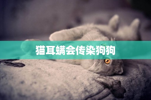 貓耳螨會傳染狗狗