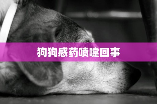 狗狗感藥噴嚏回事