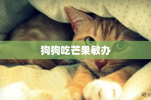 狗狗吃芒果敏辦