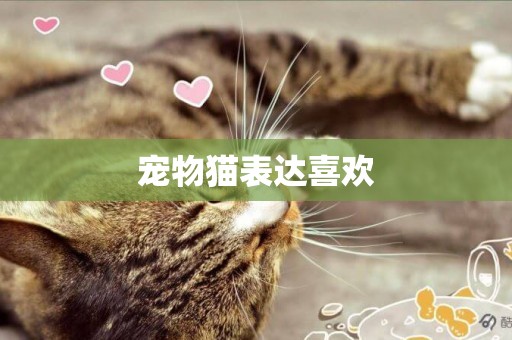 寵物貓表達喜歡