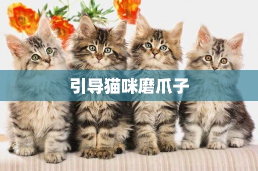 引導貓咪磨爪子