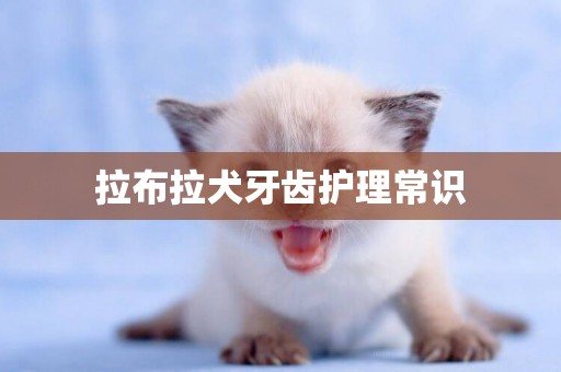 拉布拉犬牙齒護理常識