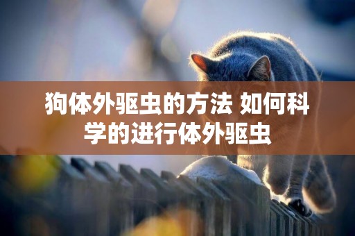 狗體外驅蟲的方法 如何科學的進行體外驅蟲