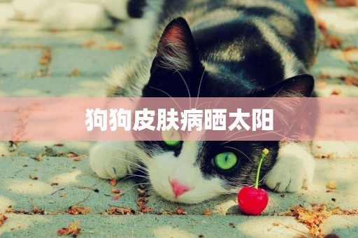 狗狗皮膚病曬太陽