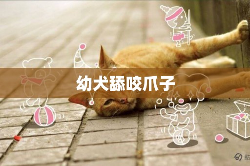 幼犬舔咬爪子