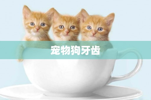 寵物狗牙齒
