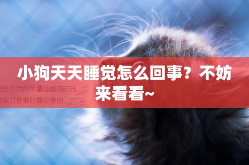 小狗天天睡覺怎么回事?不妨來看看~ 小狗天天睡覺怎么回事?不妨來看看~