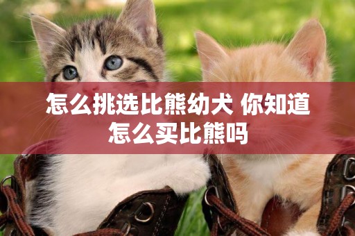 怎么挑選比熊幼犬 你知道怎么買比熊嗎
