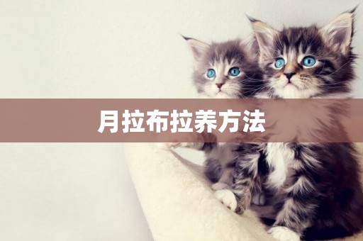 月拉布拉養方法