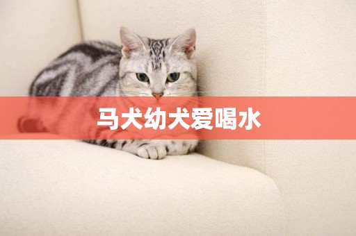 馬犬幼犬愛喝水