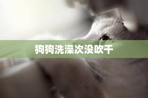 狗狗洗澡次沒吹干