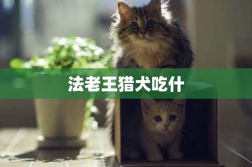 法老王獵犬吃什