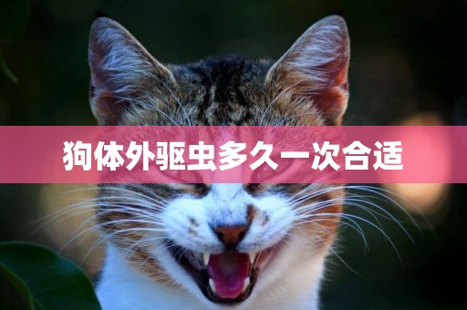 狗體外驅蟲多久一次合適