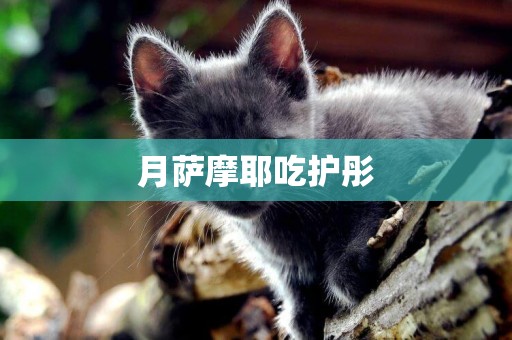 月薩摩耶吃護彤