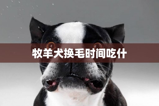 牧羊犬換毛時間吃什