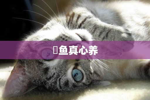 魟魚真心養