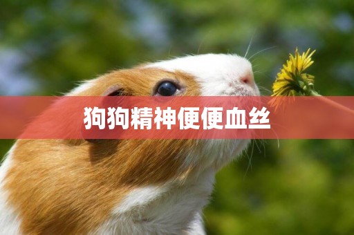 狗狗精神便便血絲