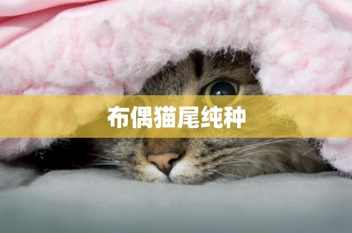 布偶貓尾純種