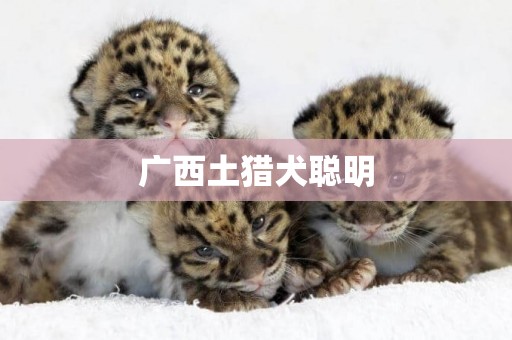 廣西土獵犬聰明