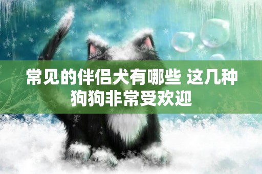 常見的伴侶犬有哪些 這幾種狗狗非常受歡迎