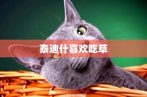 泰迪什喜歡吃草