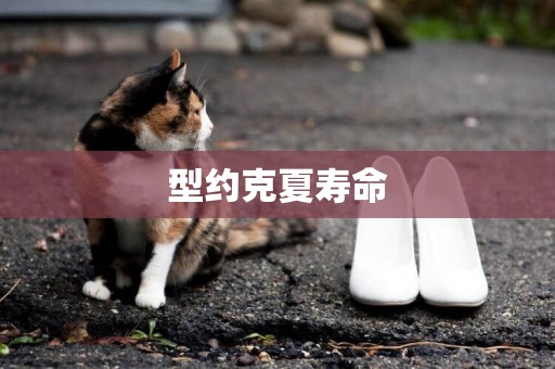 型約克夏壽命