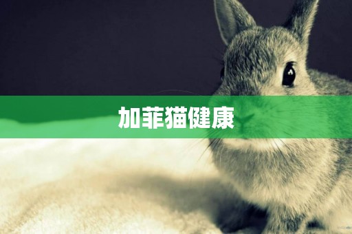 加菲貓健康