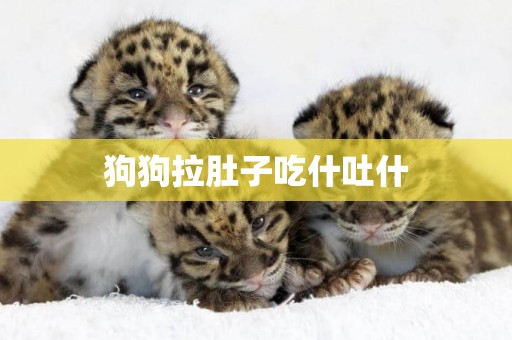 狗狗拉肚子吃什吐什