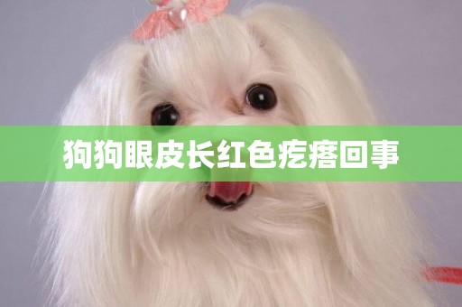 狗狗眼皮長紅色疙瘩回事