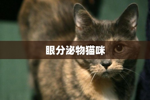 眼分泌物貓咪