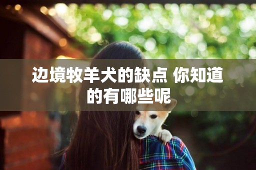 邊境牧羊犬的缺點 你知道的有哪些呢