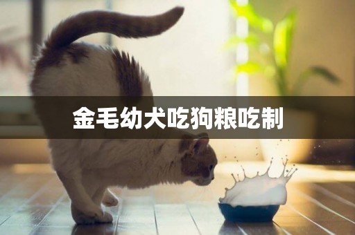 金毛幼犬吃狗糧吃制