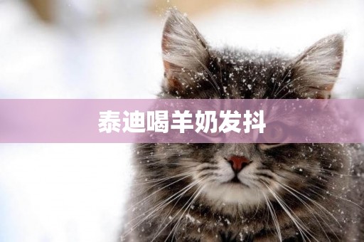 泰迪喝羊奶發抖
