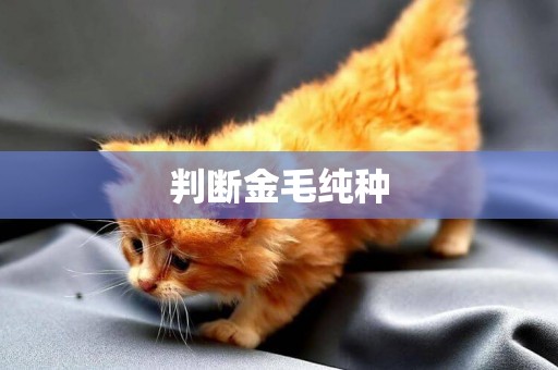 判斷金毛純種