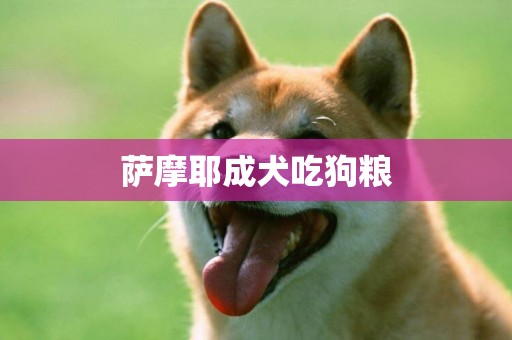 薩摩耶成犬吃狗糧