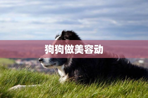 狗狗做美容動