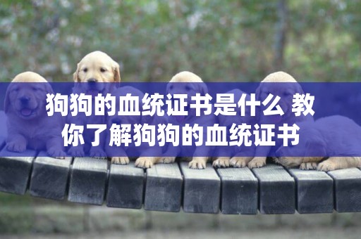 狗狗的血統證書是什么 教你了解狗狗的血統證書