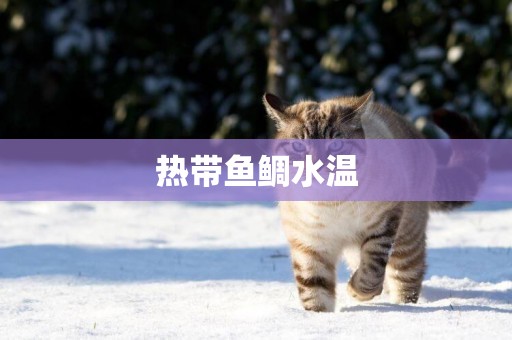 熱帶魚鯛水溫