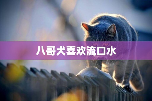 八哥犬喜歡流口水