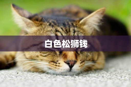 白色松獅錢