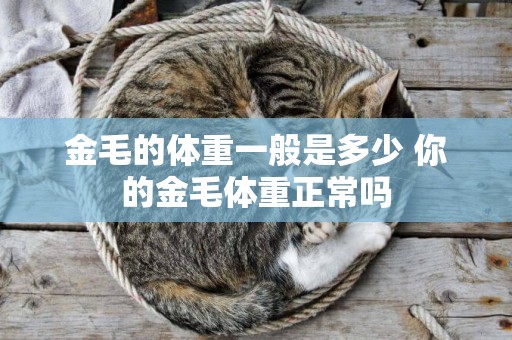金毛的體重一般是多少 你的金毛體重正常嗎