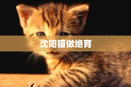 沈陽貓做絕育