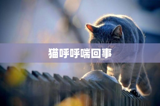貓呼呼喘回事